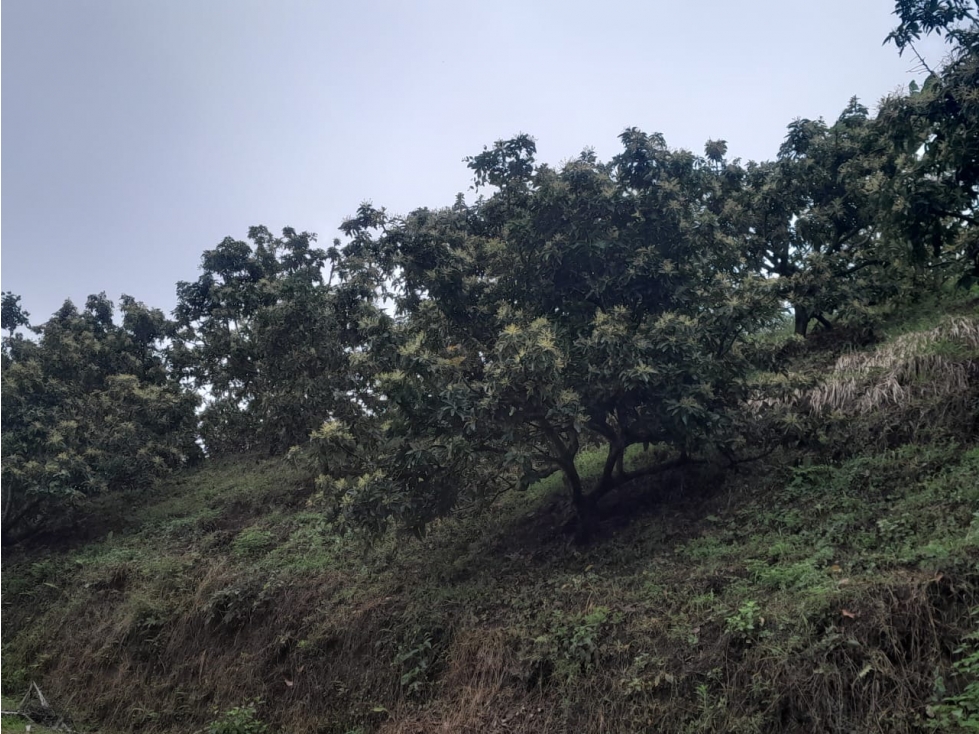 Finca en venta Balboa, Vereda Tambores - 5