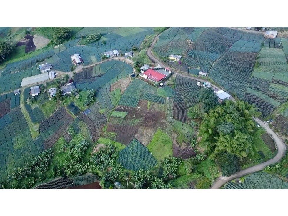 Finca productiva en venta La Bella, Pereira - 4