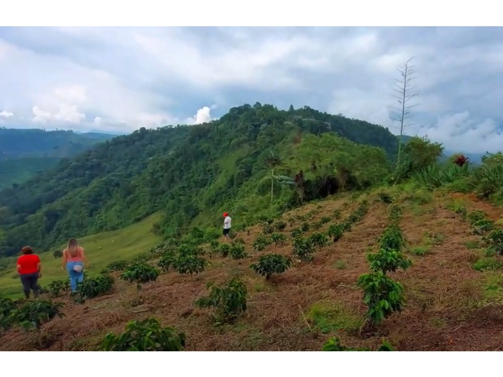 VENTA FINCA CAFETERA EN SAN JOSÉ PEREIRA / VÍA LA FLORIDA — foto 2