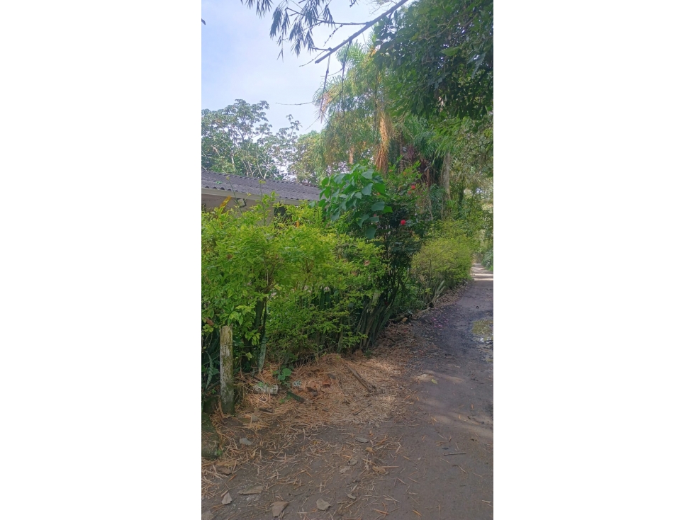 Finca en el Lembo - agua de nacimiento y acceso por carretera — foto 6