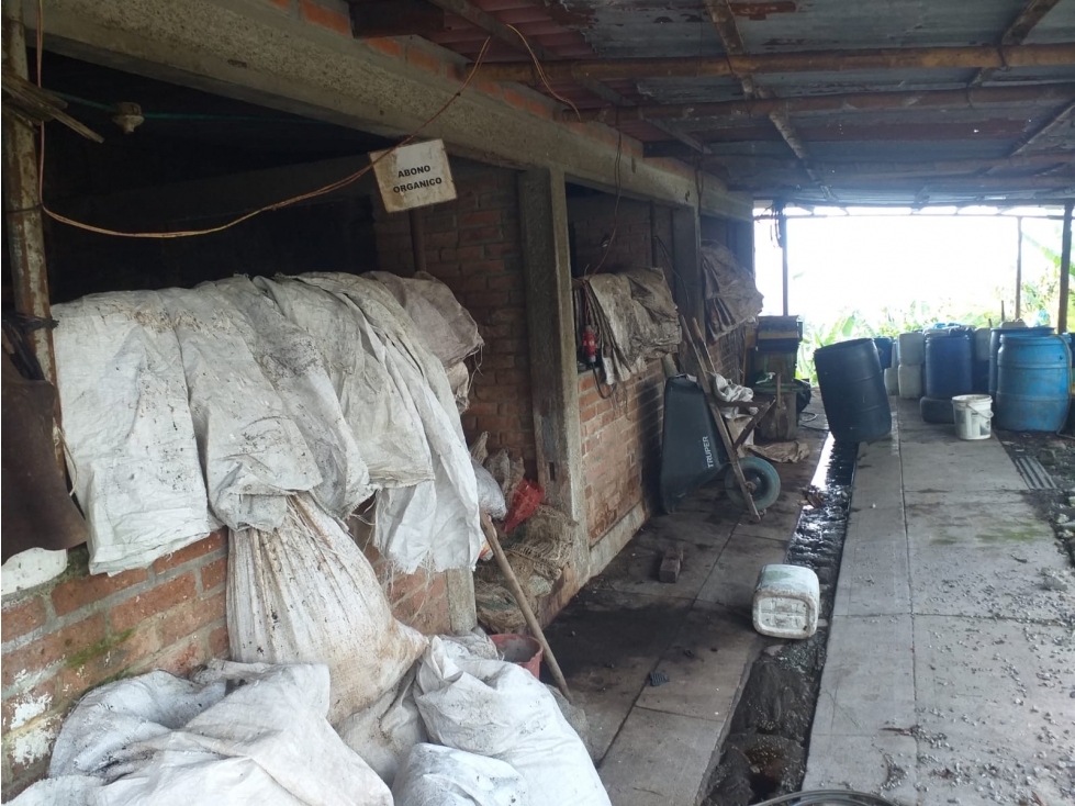 Finca productiva en venta Santa Rosa de Cabal - El Manzanillo — foto 6