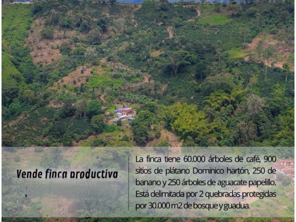 Hermosa Finca Cafetera Técnificada, en Belalcazar — foto 2