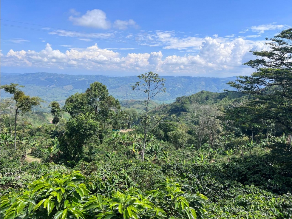 Hermosa Finca Cafetera Técnificada, en Belalcazar — foto 5