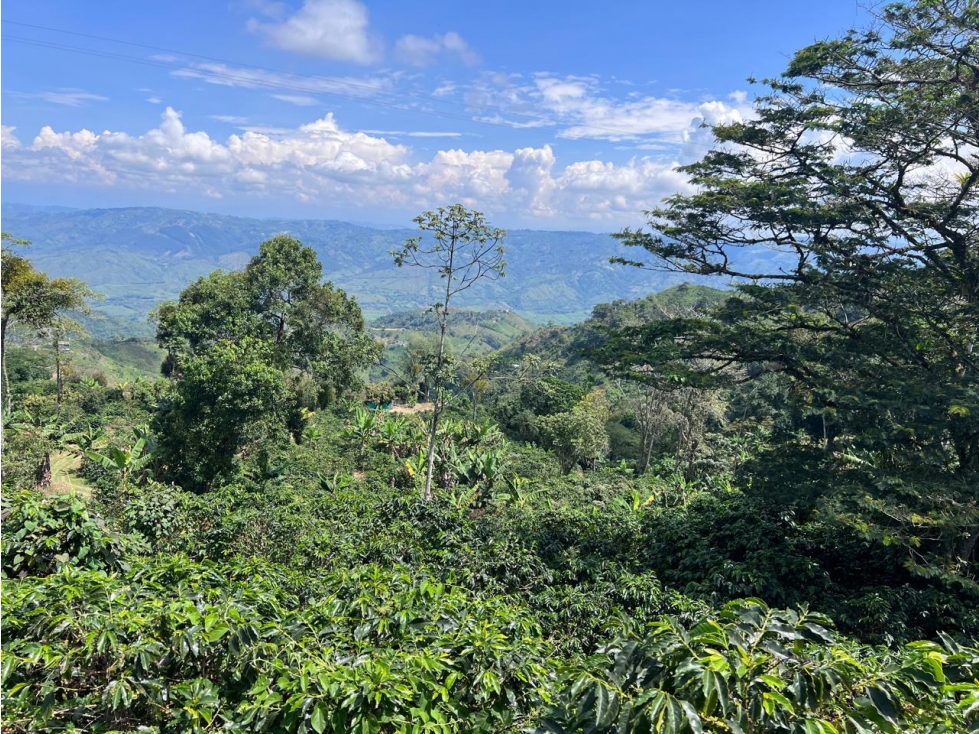 Hermosa Finca Cafetera Técnificada, en Belalcazar — foto 6