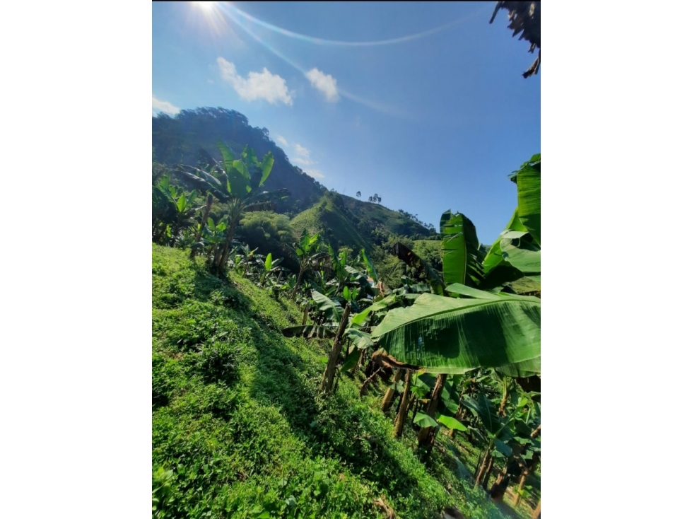 Finca Multipropósito en Combia Pereira — foto 3