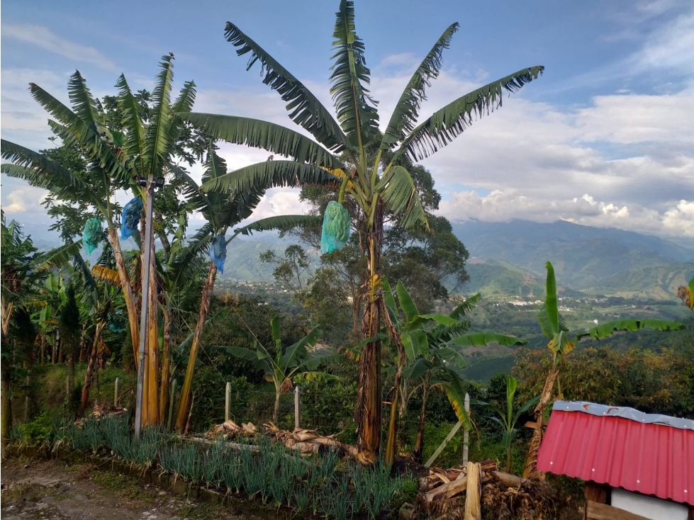 Finca productiva en venta Santa Rosa de Cabal - El Manzanillo — foto 2