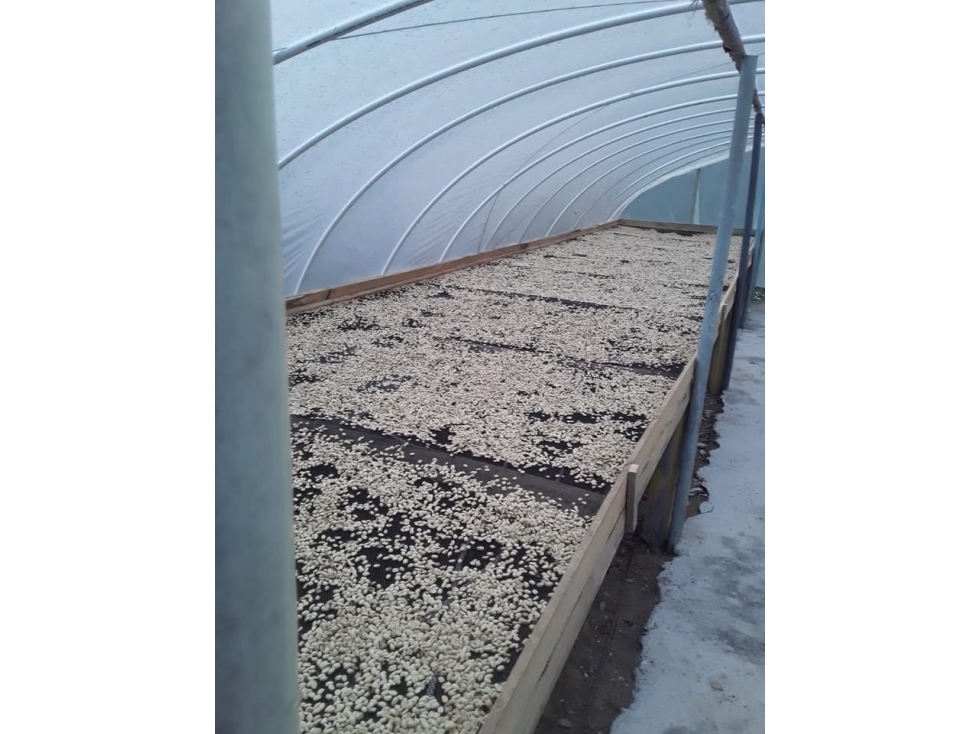 Finca en Pueblo Rico con infraestructura cafetera y 43,75 cuadras - 3
