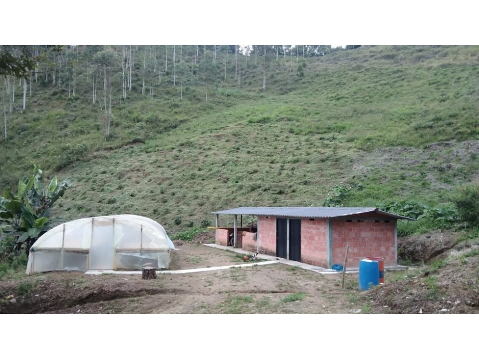 Finca en Pueblo Rico con infraestructura cafetera y 43,75 cuadras - 4
