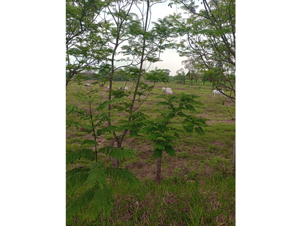 TERRENO EN VENTA ZONA SUB URBANA DE PAZ DE ARIPORO