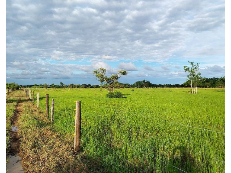 SE VENDE FINCA PRADIZADA VEREDA SAN PASCUAL YOPAL - 5