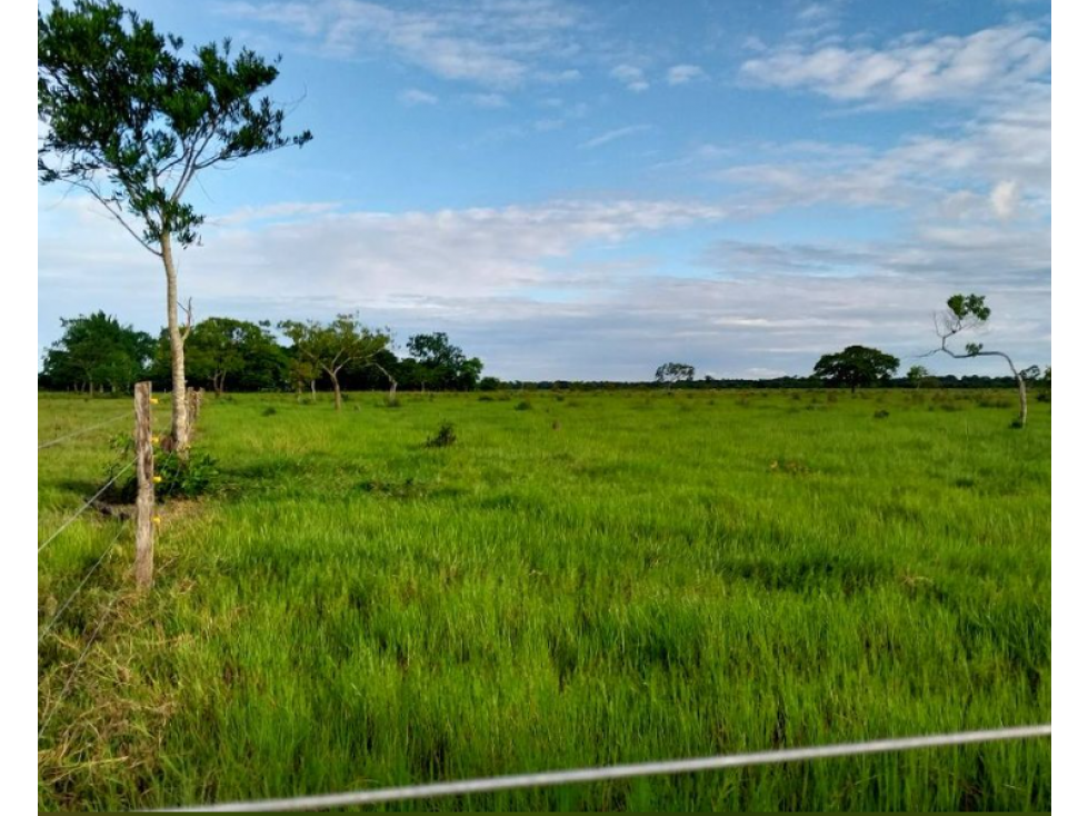 SE VENDE FINCA PRADIZADA VEREDA SAN PASCUAL YOPAL - 6