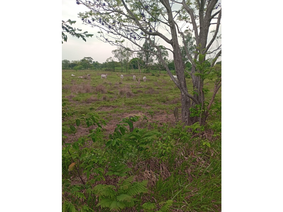 TERRENO EN VENTA ZONA SUB URBANA DE PAZ DE ARIPORO — foto 2