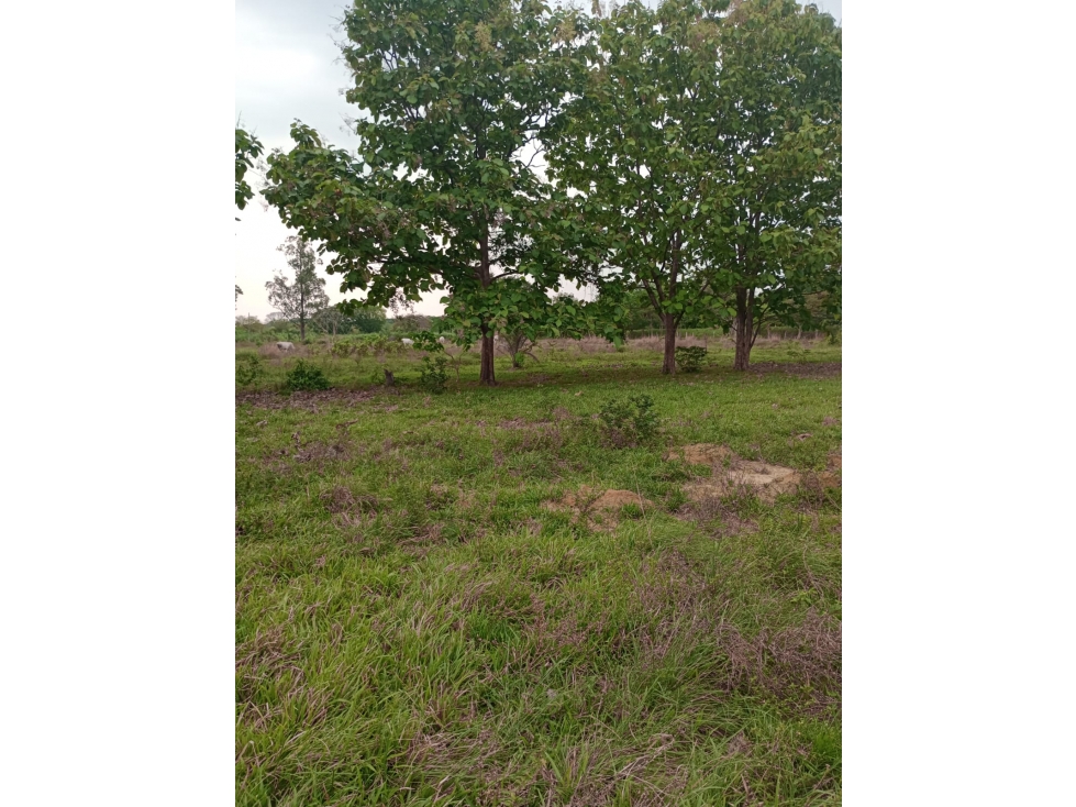 TERRENO EN VENTA ZONA SUB URBANA DE PAZ DE ARIPORO — foto 3
