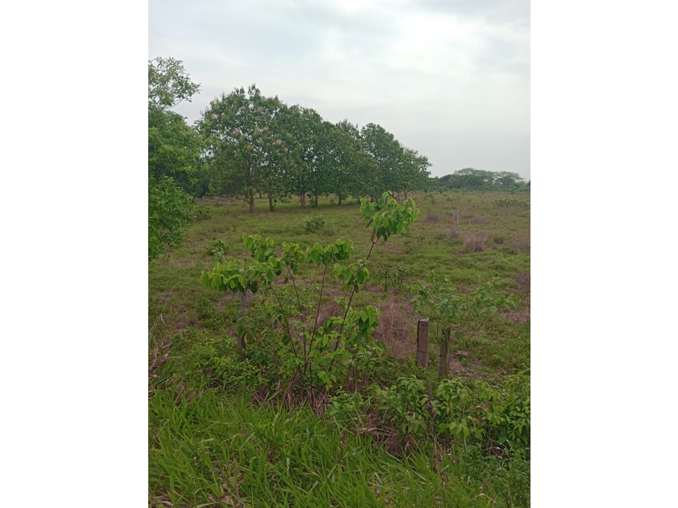 TERRENO EN VENTA ZONA SUB URBANA DE PAZ DE ARIPORO — foto 4