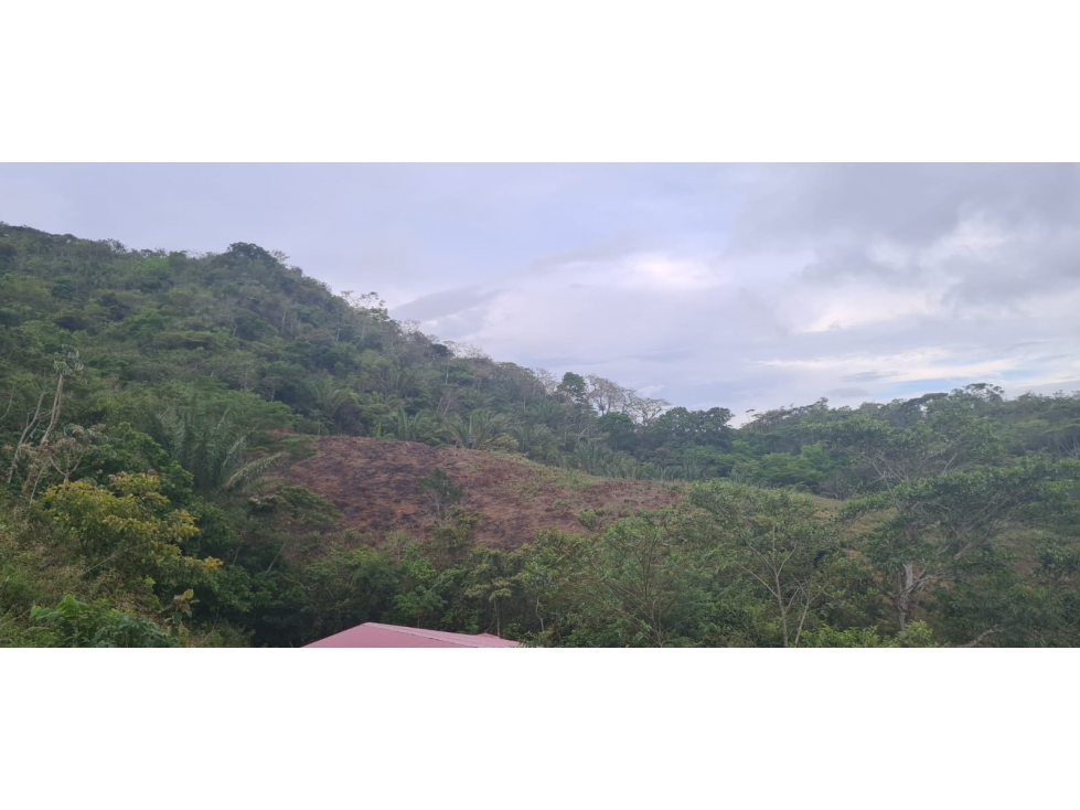 Se vende finca con 2 casas, 3 galeras, frutas y limones