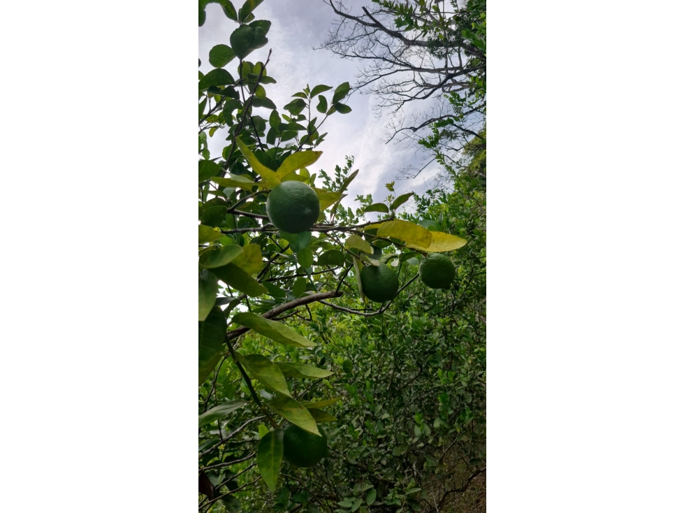 Se vende finca con 2 casas, 3 galeras, frutas y limones — foto 2