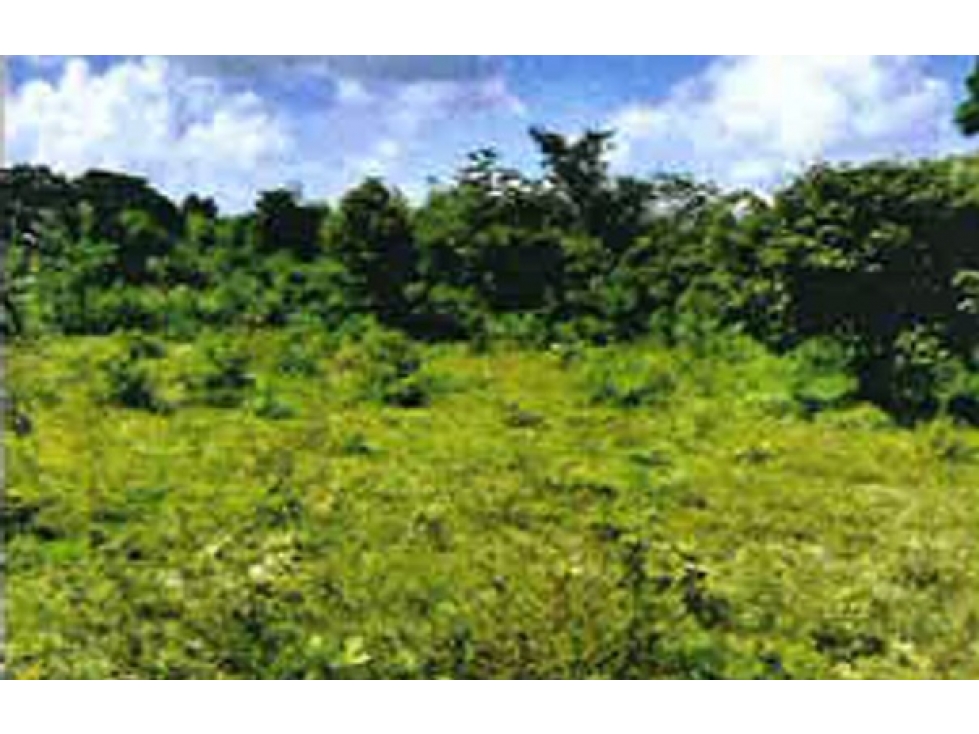 SE VENDE TERRENO EN EL COCO, PENONOMÉ DE 2.75 HECTAREAS - 2