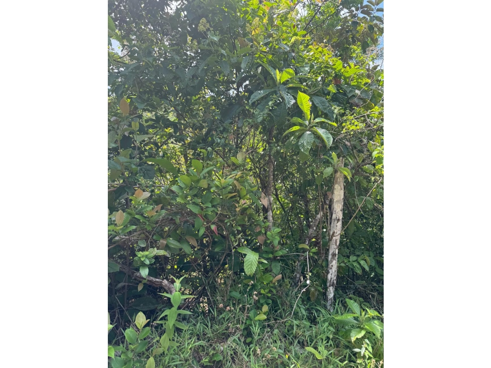 Se vende finca en Ranchería, Llano Grande, La Pintada, Coclé $99,900 - 3