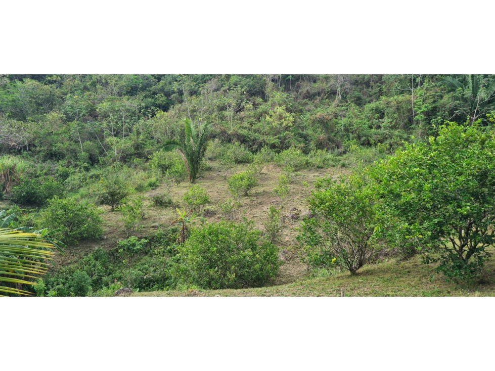 Se vende finca con 2 casas, 3 galeras, frutas y limones — foto 4