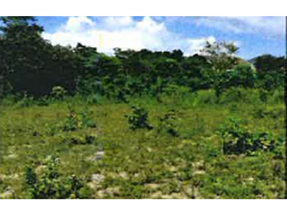 SE VENDE TERRENO EN EL COCO, PENONOMÉ DE 2.75 HECTAREAS - 4