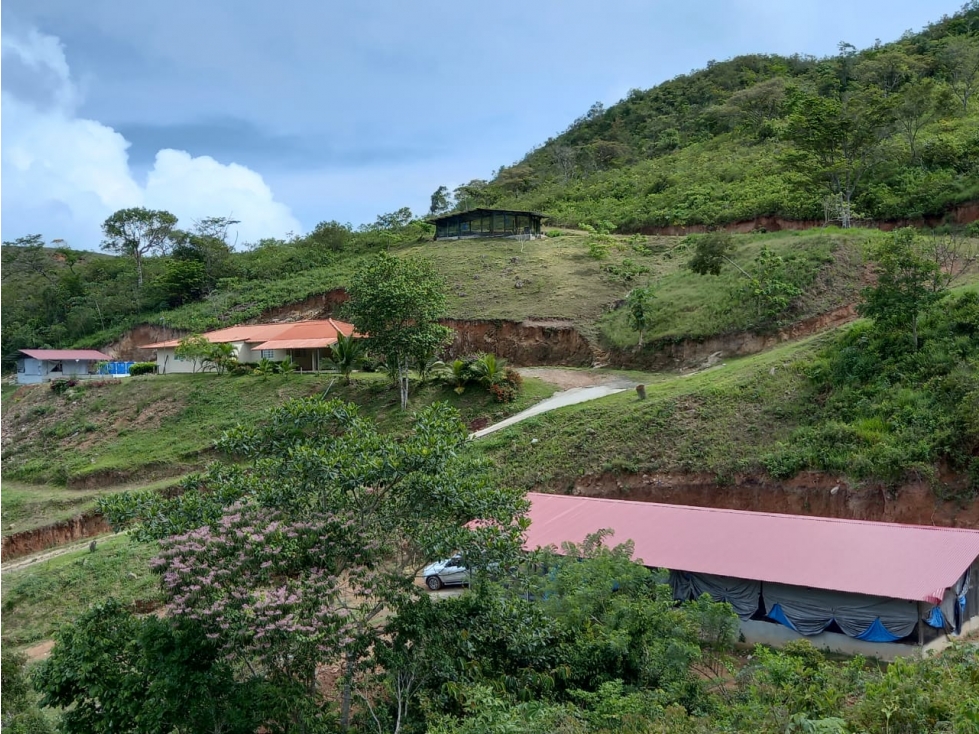Se vende finca con 2 casas, 3 galeras, frutas y limones — foto 5
