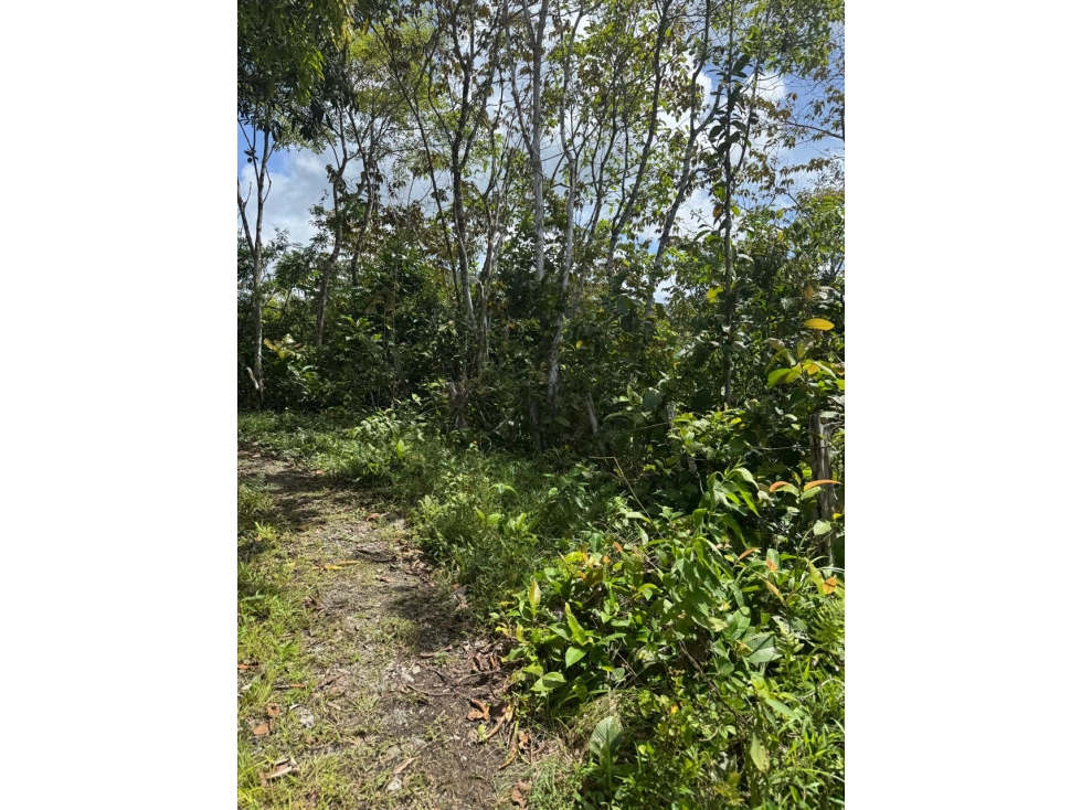 Se vende finca en Ranchería, Llano Grande, La Pintada, Coclé $99,900 - 4