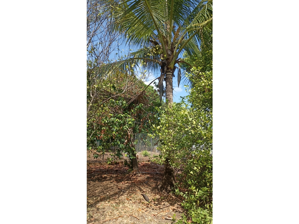 Se vende casa de campo con amplio terreno en Sta Lucía, El Caño, Natá - 3