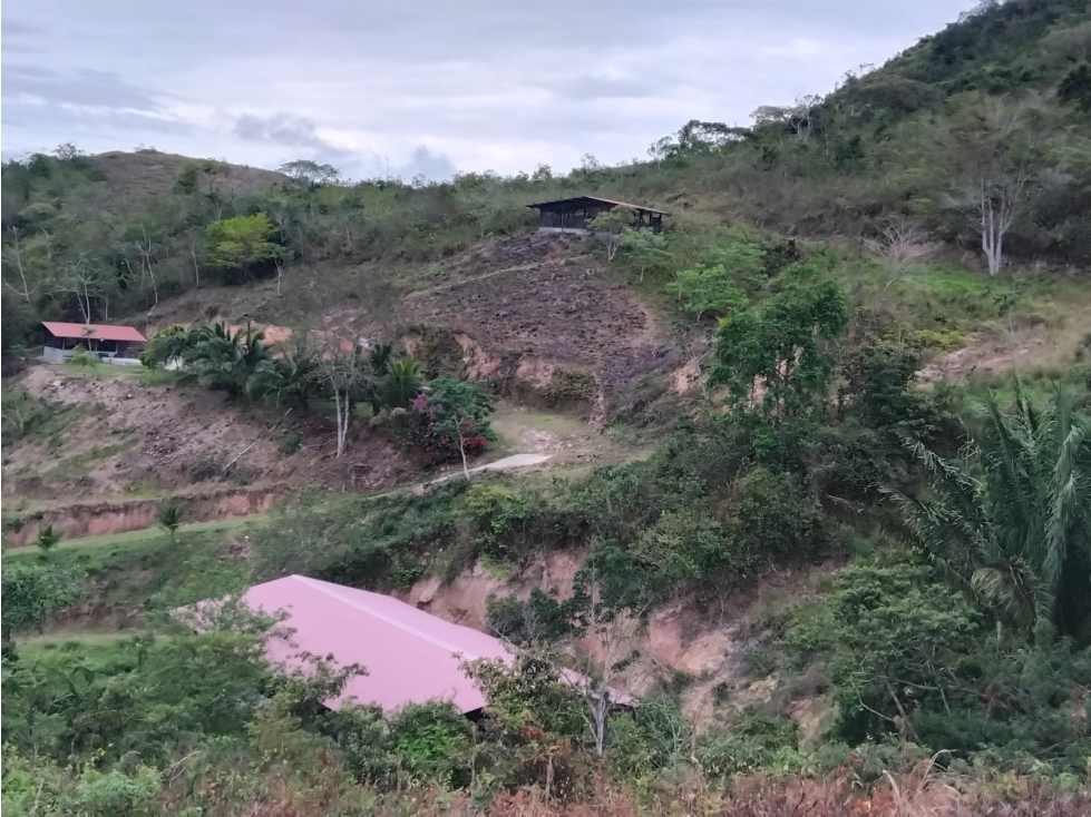 Se vende finca con 2 casas, 3 galeras, frutas y limones — foto 6