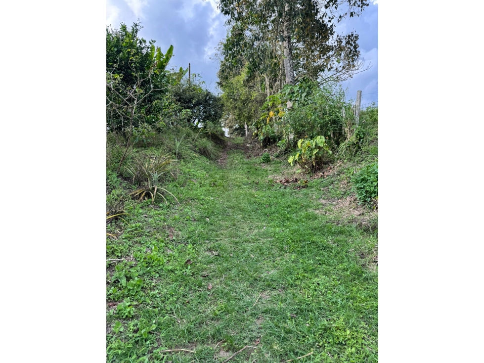 SE VENDE FINCA CULTIVADA EN PLANTANO EN LA VIRGINIA,CALARCA QUINDIO - 5
