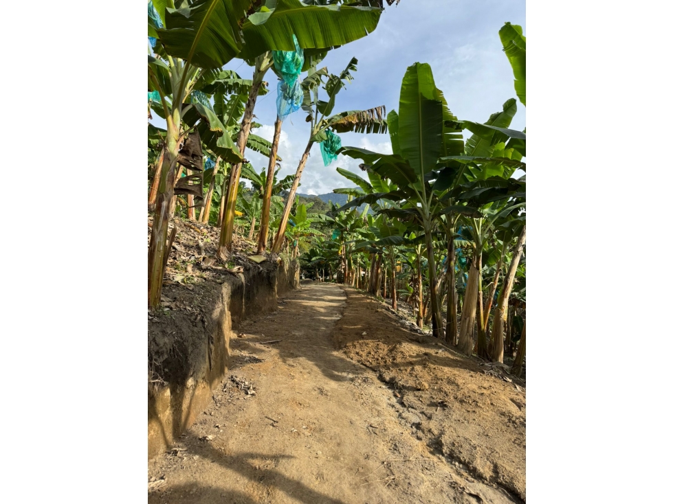 SE VENDE FINCA CULTIVADA EN PLANTANO EN LA VIRGINIA,CALARCA QUINDIO - 4