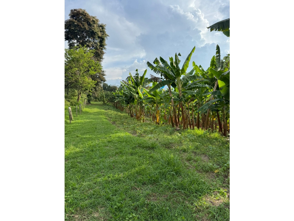 SE VENDE FINCA CULTIVADA EN PLANTANO EN LA VIRGINIA,CALARCA QUINDIO - 6