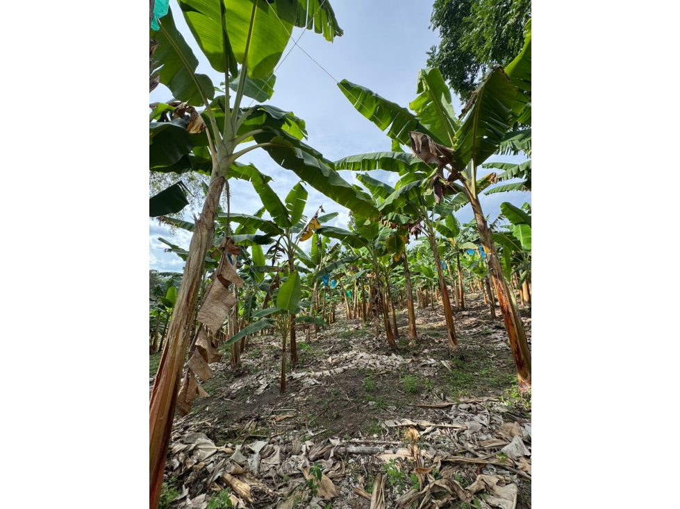 SE VENDE FINCA CULTIVADA EN PLANTANO EN LA VIRGINIA,CALARCA QUINDIO - 3
