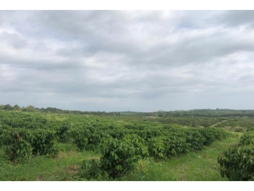 Vendo tierra agricola con infraestructura en Guayaquil — foto 4