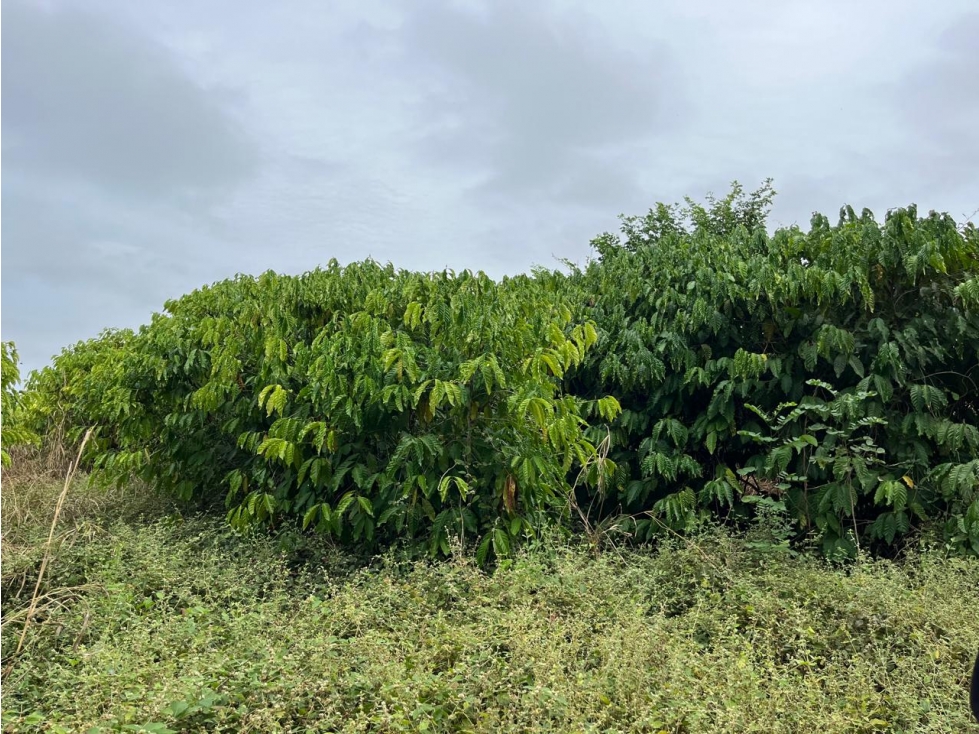 Vendo tierra agricola con infraestructura en Guayaquil — foto 5