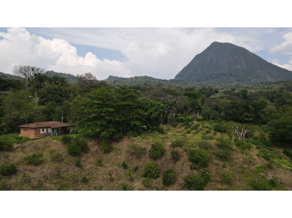 VENTA DE FINCA EN VENECIA SUROESTE ANTIOQUEÑO — foto 4
