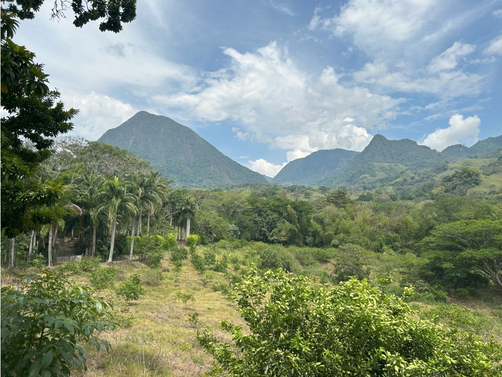 VENTA DE FINCA EN VENECIA SUROESTE ANTIOQUEÑO — foto 5