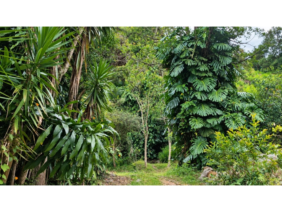 Lote en venta Medellín, san Cristóbal, con nacimiento de agua — foto 3