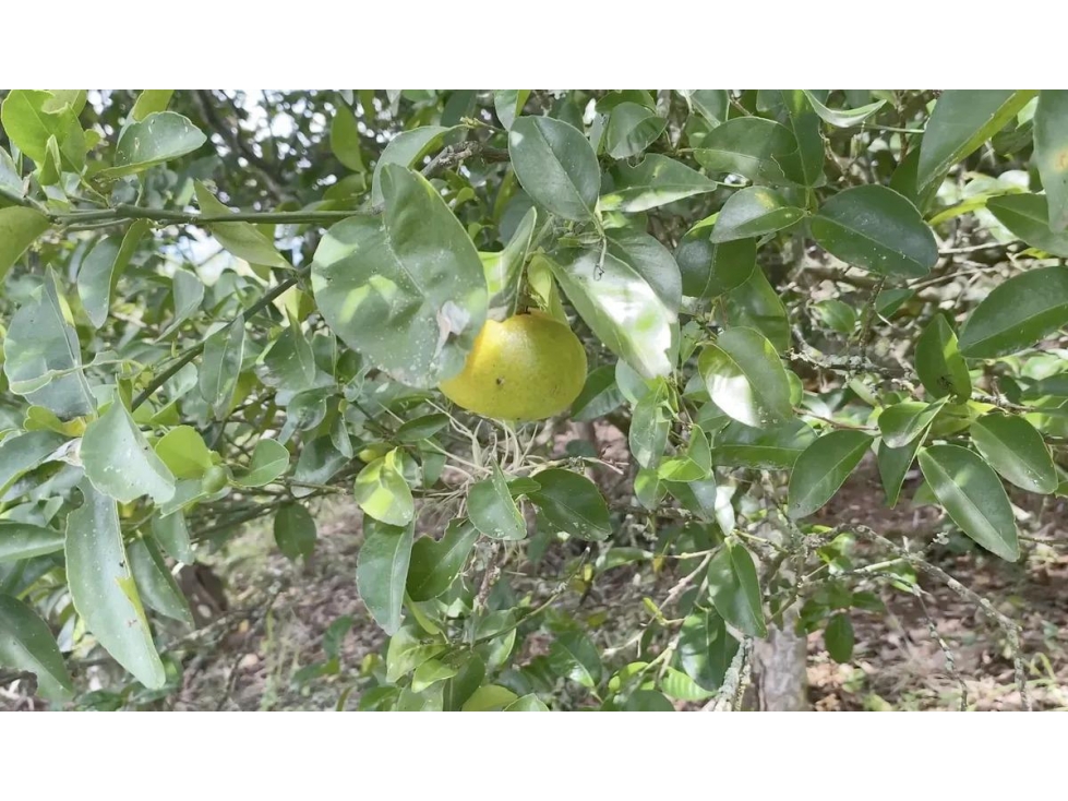 FINCA ARBELAEZ - 3