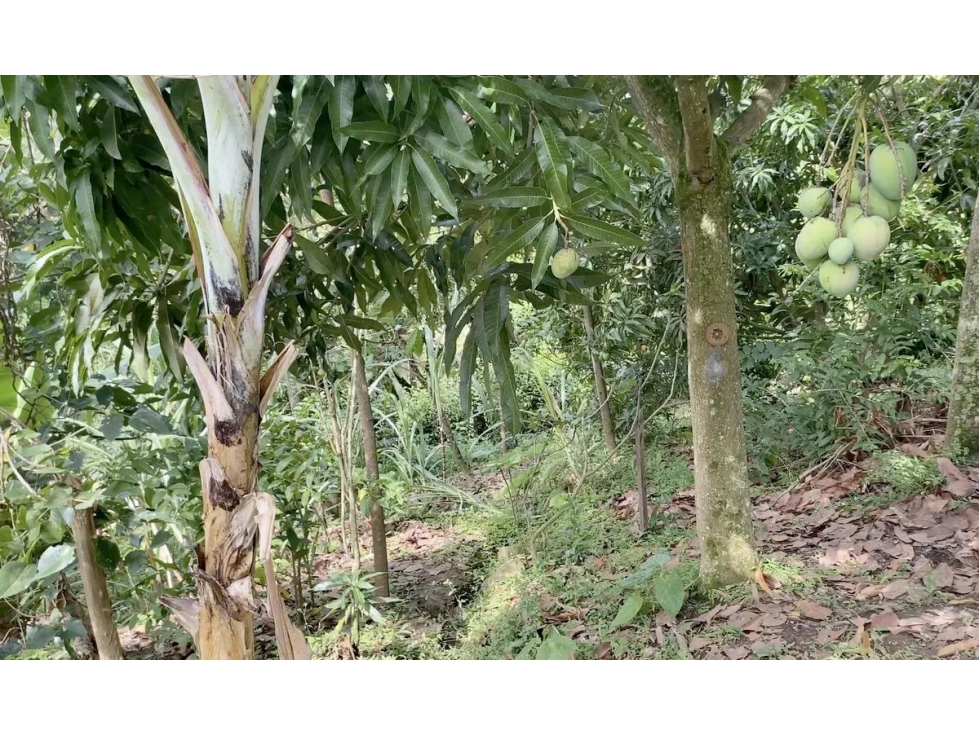 FINCA ARBELAEZ - 6
