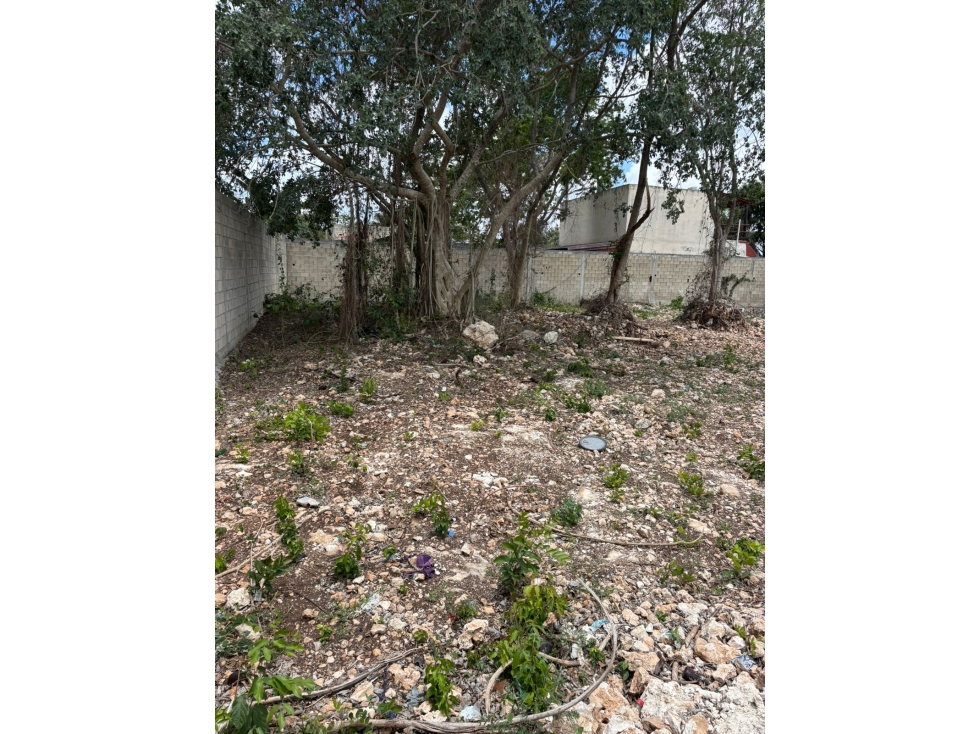VENTA TERRENO SOBRE AV. 20 DE NOVIEMBRE , CANCUN — foto 2