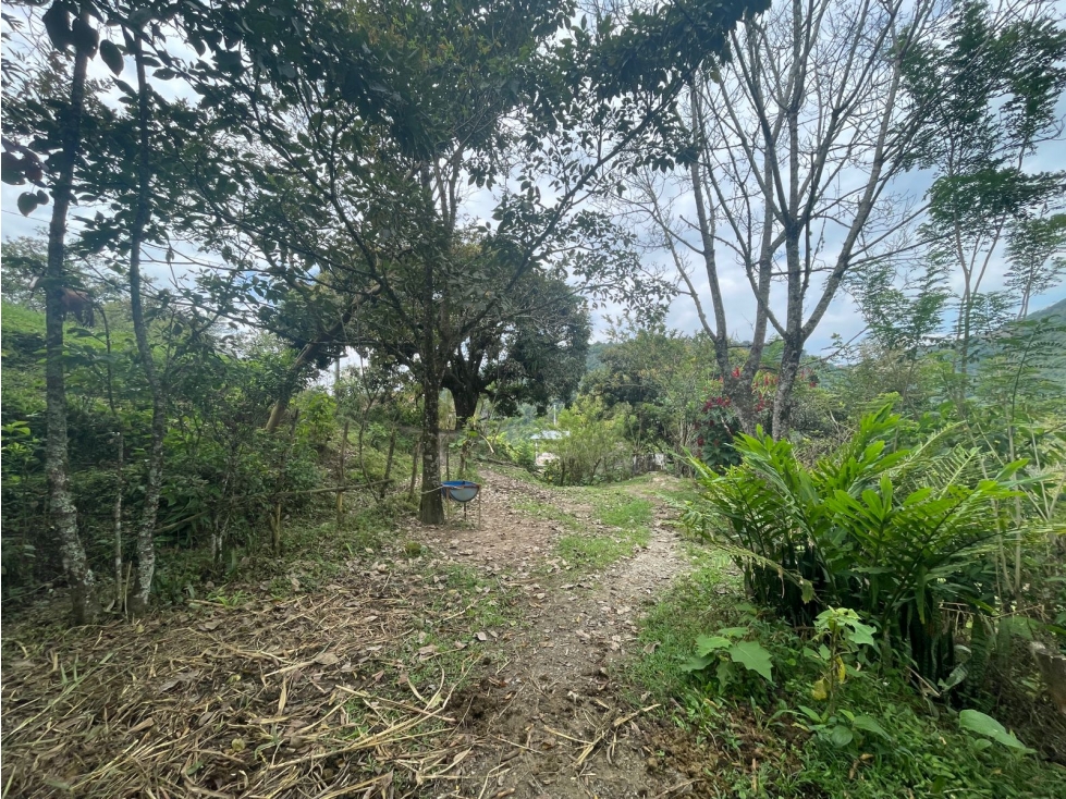LOTE DE TERRENO RURAL VEREDA SANTANDER EBÉJICO ANTIOQUIA