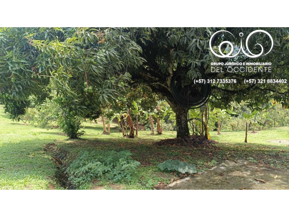 FINCA UBICADA EN EL MUNICIPIO DE SOPETRÁN ANT VEREDA SANTA RITA. — foto 6