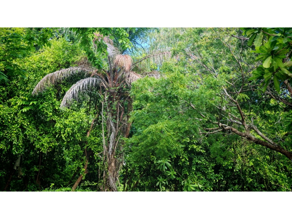 Lote para Construcción o Desarrollo El Limón, Pedasi, Panama - 4
