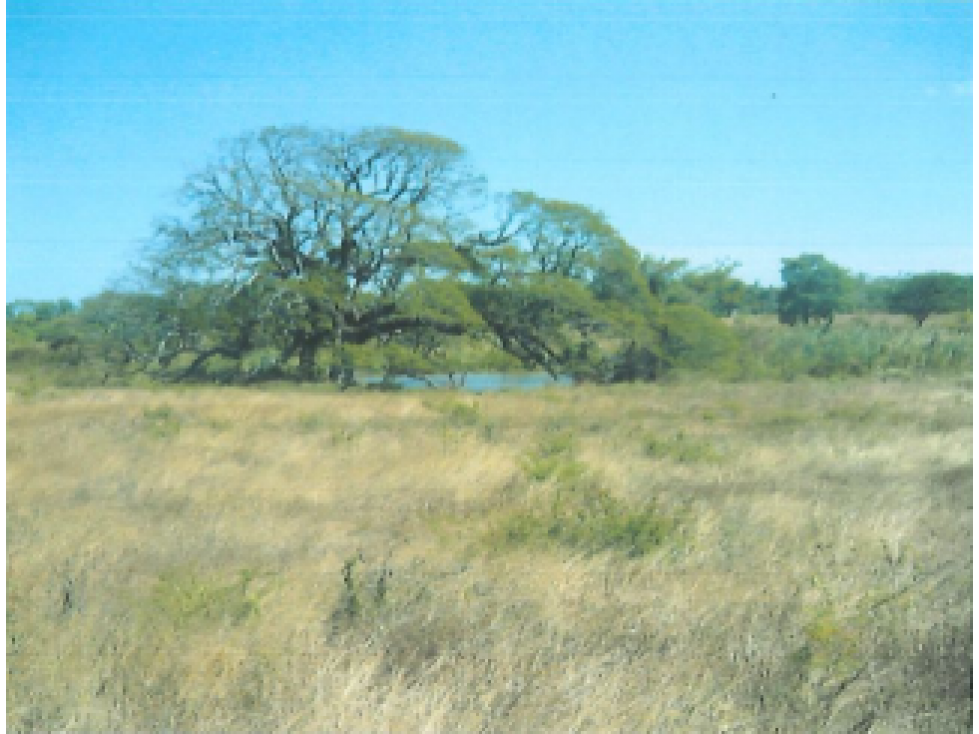 Terreno en Venta de 9.76 hectareas, Monagrillo Panama - 1