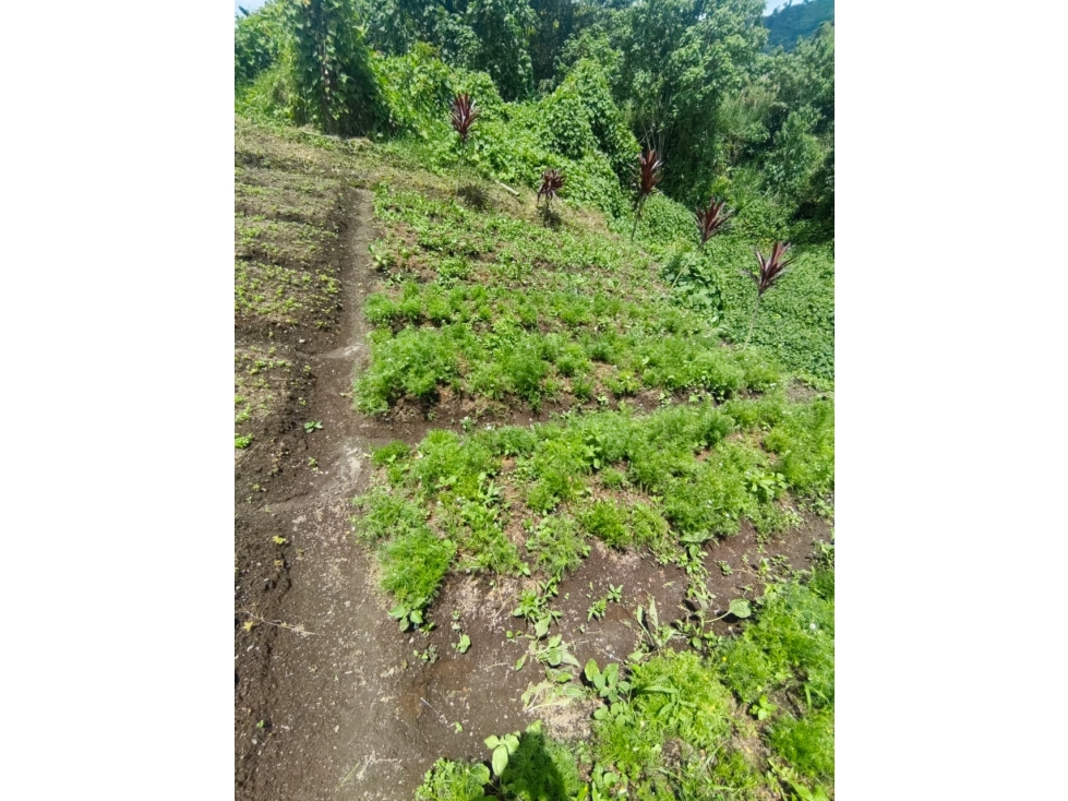Lote, corregimiento la florida, Risaralda, Eje cafetero colombiano — foto 2