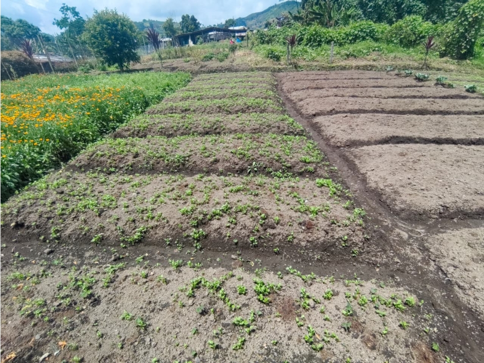 Lote, corregimiento la florida, Risaralda, Eje cafetero colombiano — foto 4