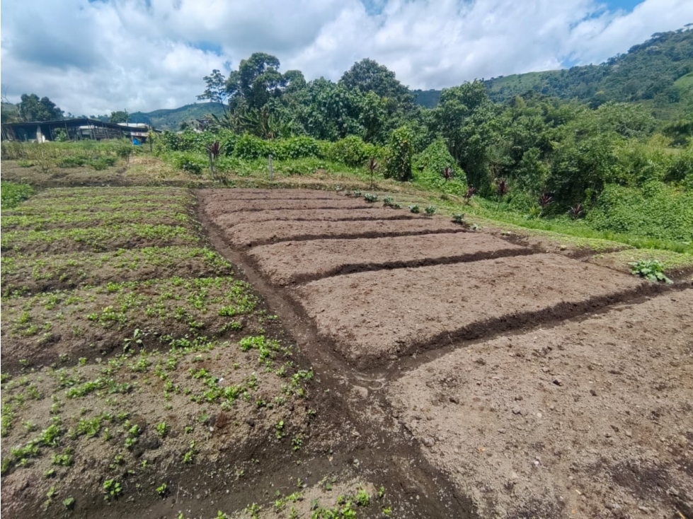 Lote, corregimiento la florida, Risaralda, Eje cafetero colombiano — foto 5