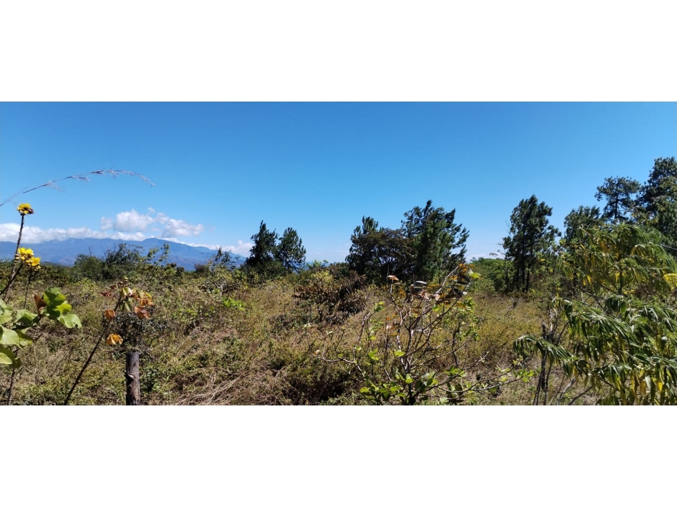 TERRENO DE 5,000 m² EN VENTA ALTO BOQUETE SOBRE LA VIA BOQUETE. - 2