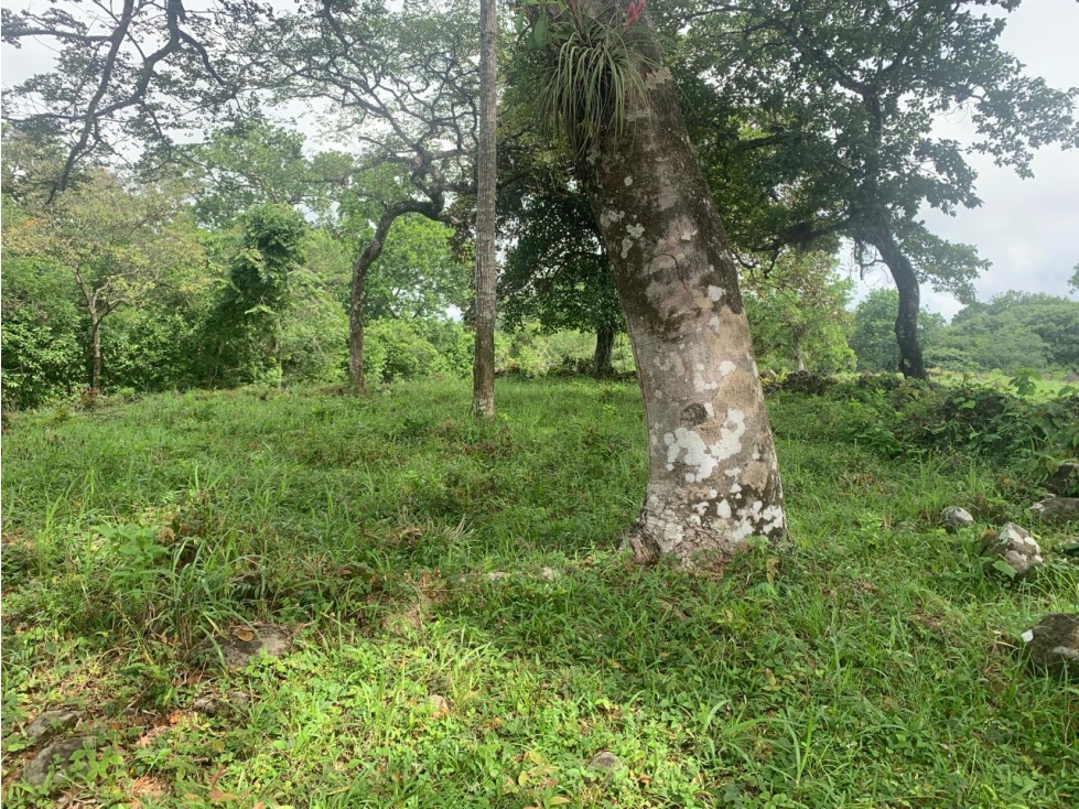 Finca de Más de 5.4 Hectáreas en Venta Los Algarrobos, Dolega - 2