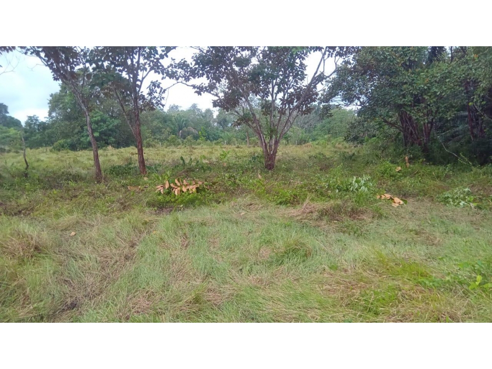Finca en Manchuila Santo Domingo, Bugaba Chiriquí - 3